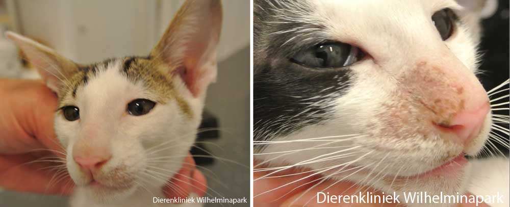 kittens met schimmelplekken tgv Micro sporum canis